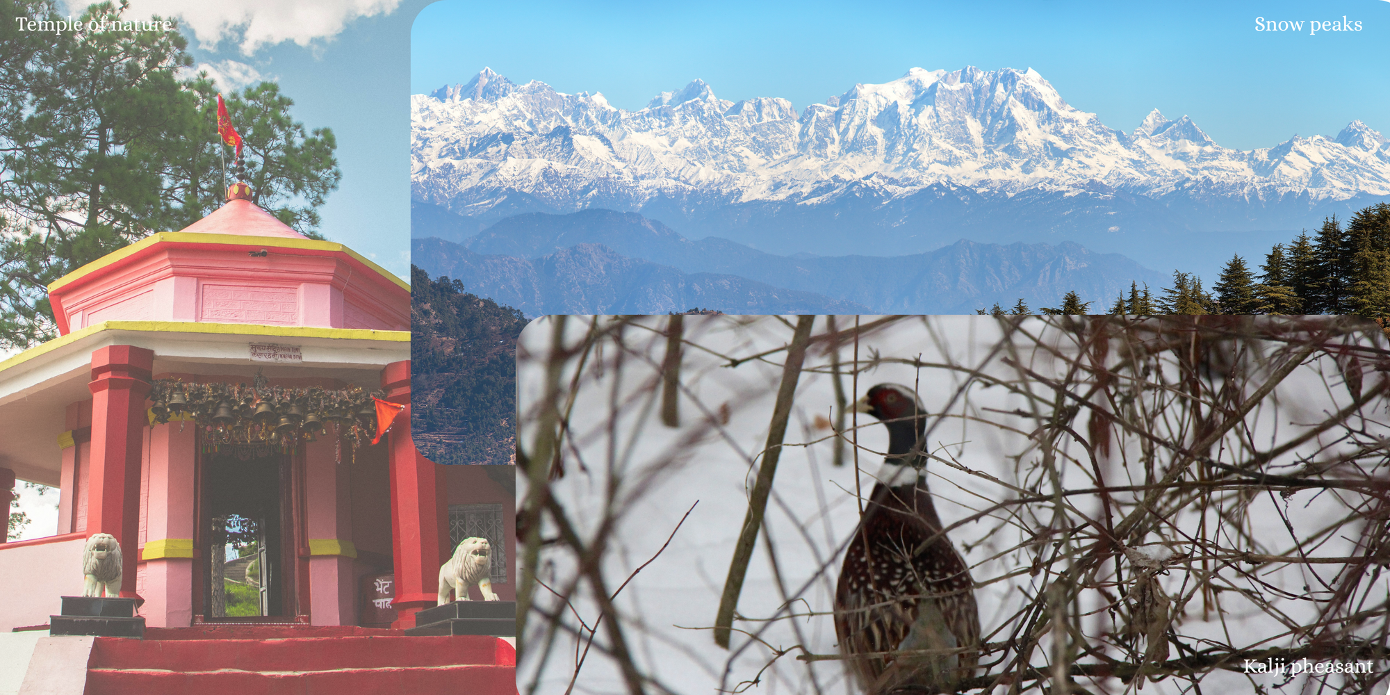 Best Stays in Binsar Kumaon Sorted By Vibe & Budget