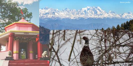 Best Stays in Binsar Kumaon Sorted By Vibe & Budget